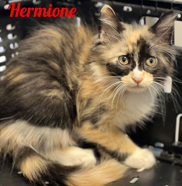 Photo de Hermione