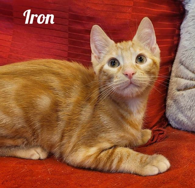 Photo de Iron