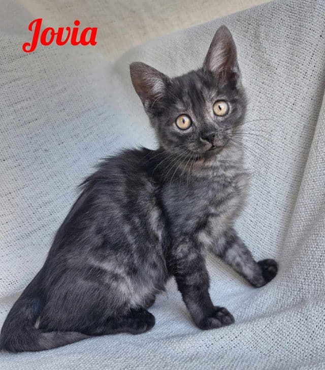 Photo de Jovia