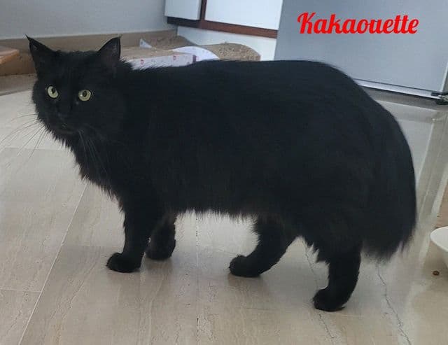 Photo de Kakaouette