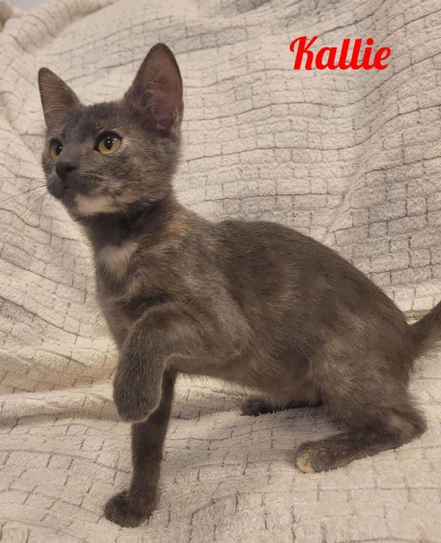 Photo de Kallie-draguignan-2
