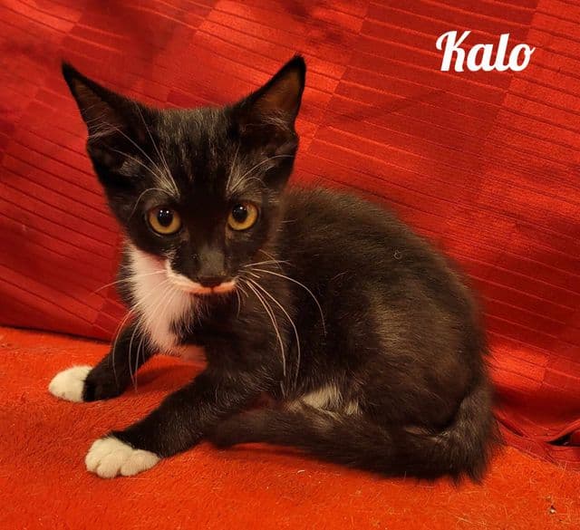Photo de Kalo