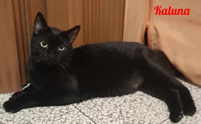 Photo de Kaluna