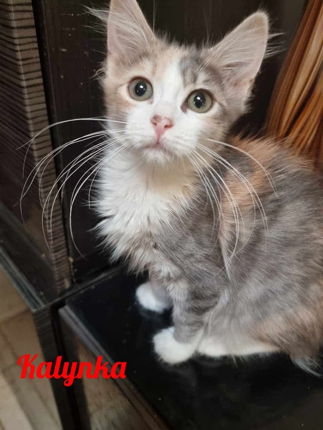 Photo de Kalynka