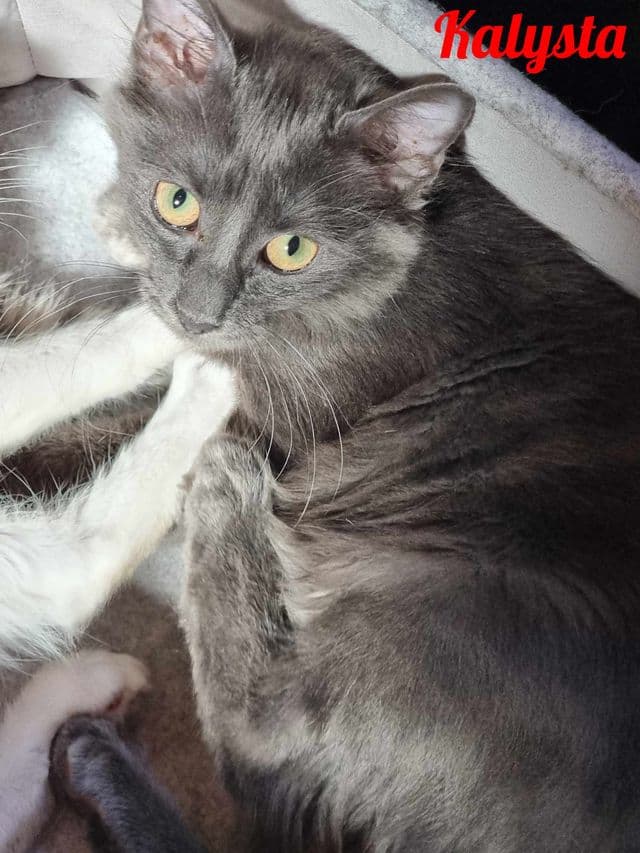 Photo de Kalysta