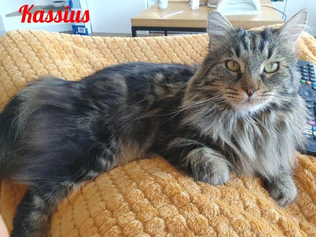 Photo de Kassius