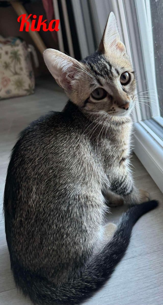 Photo de Kika