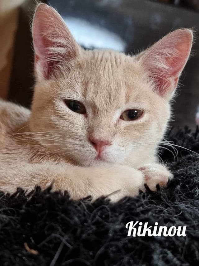 Photo de Kikinou-2