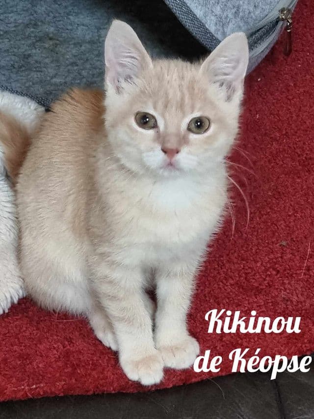 Photo de Kikinou