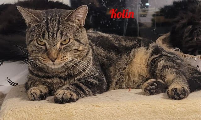 Photo de Kolin