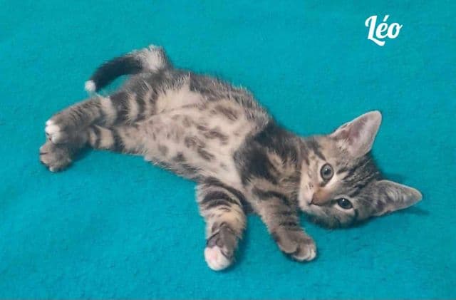 Photo de Léo-la-tribu