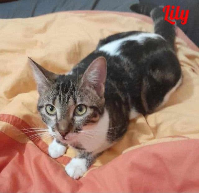 Photo de Lily-tribue-2