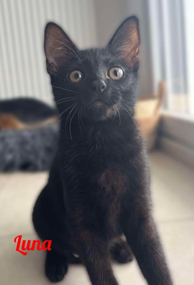 Photo de Luna