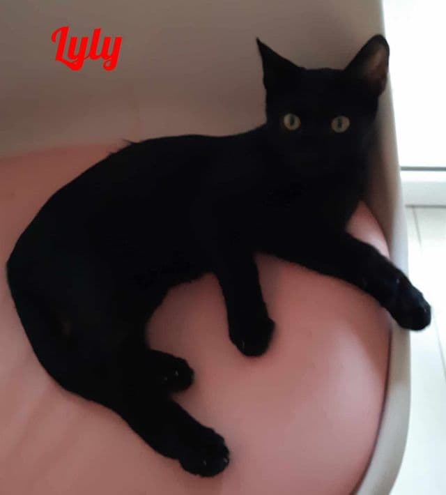 Photo de Lyly