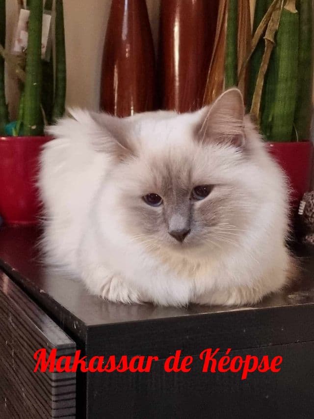 Photo de Makassar
