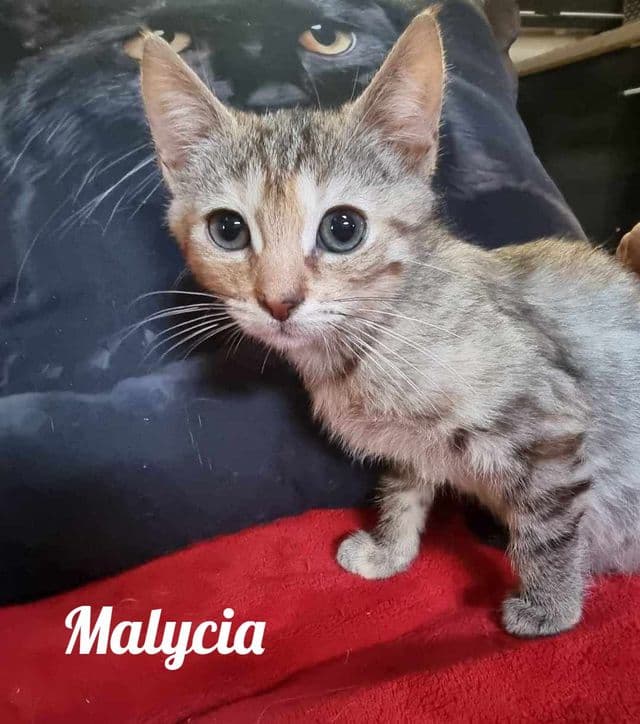 Photo de Malycia