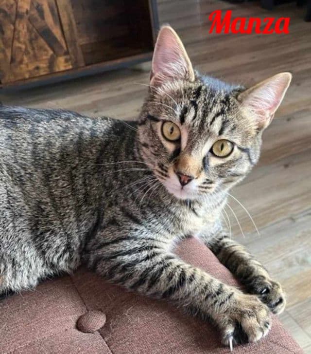 Photo de Manza