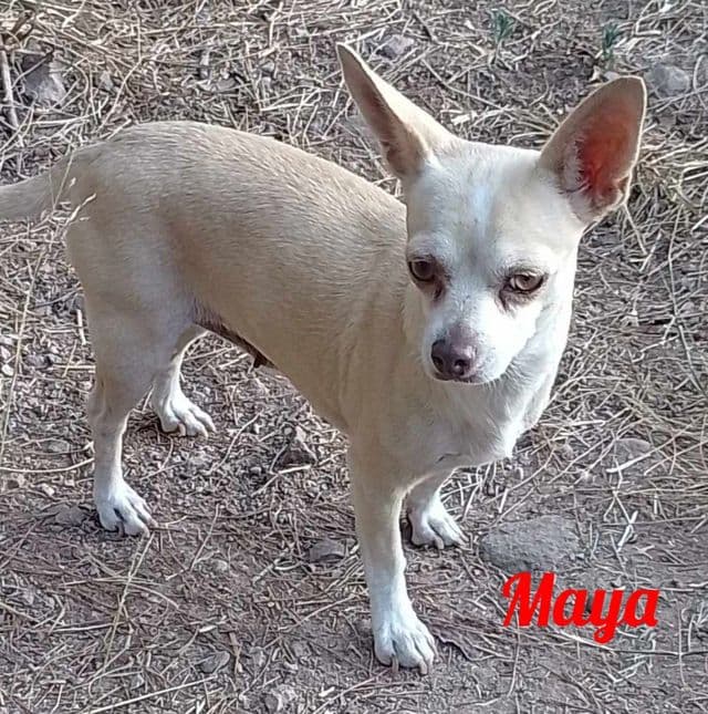 Photo de Maya