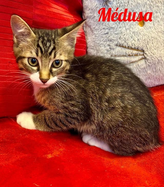 Photo de Medusa