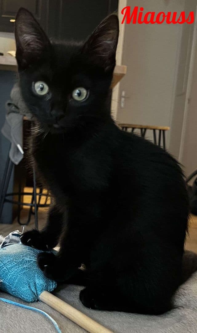 Photo de Miaouss