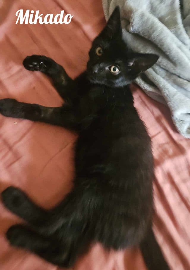 Photo de Mikado