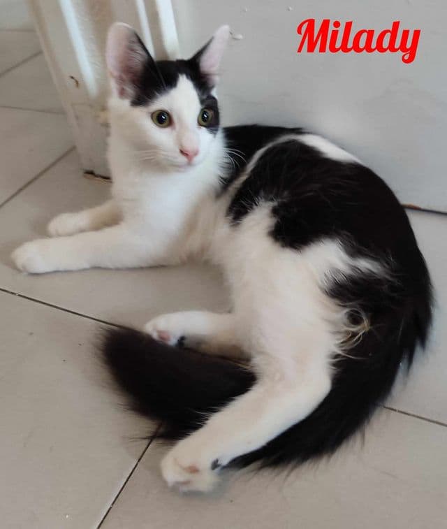 Photo de Milady