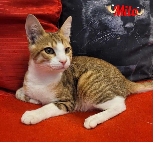 Photo de Milo-3