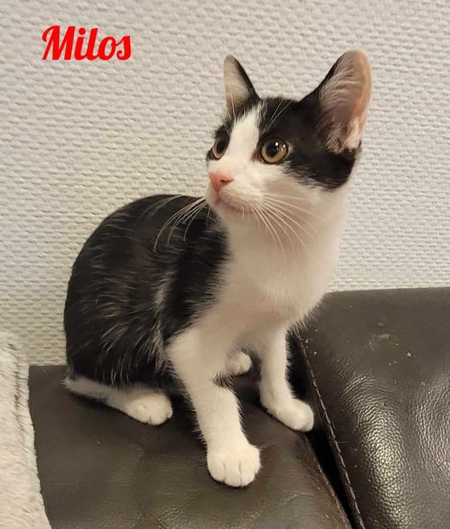 Photo de Milos
