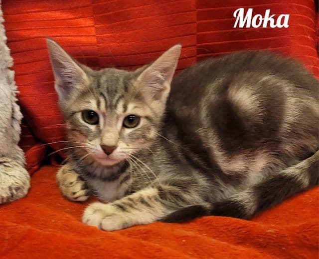 Photo de Moka