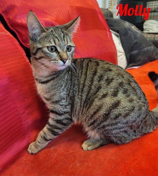 Photo de Molly