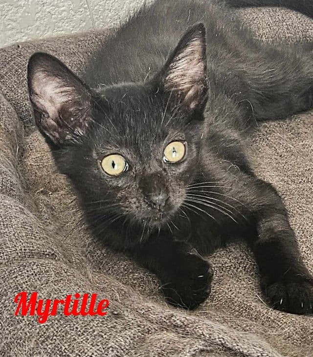 Photo de Myrtille