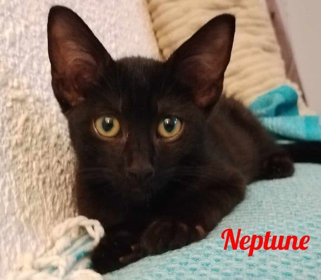 Photo de Neptune