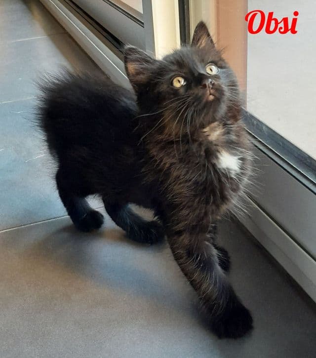 Photo de Obsi