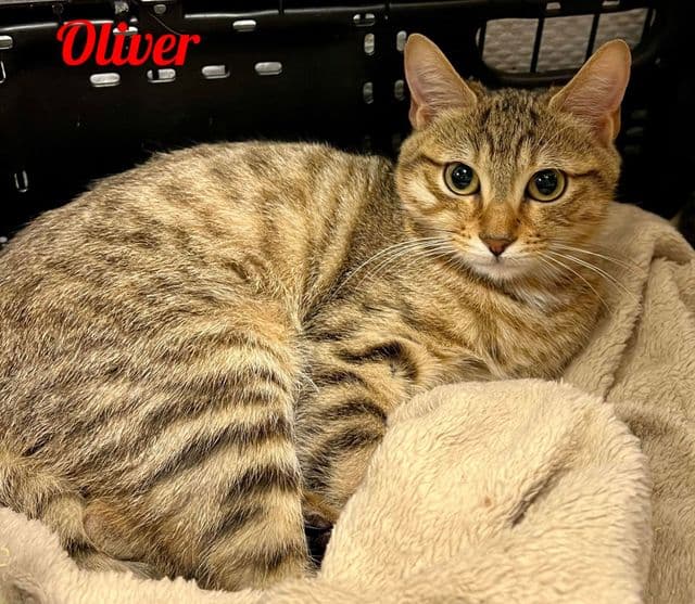 Photo de Oliver