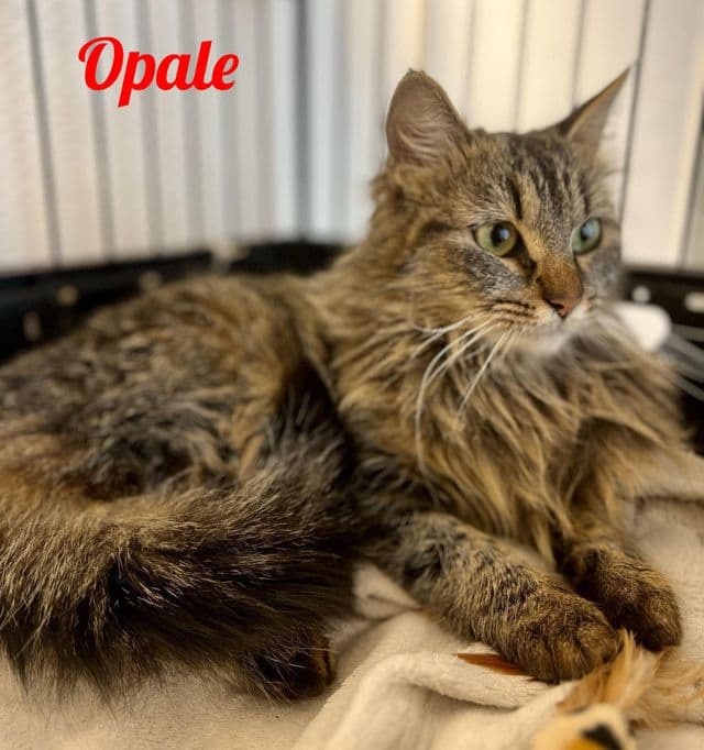Photo de Opale