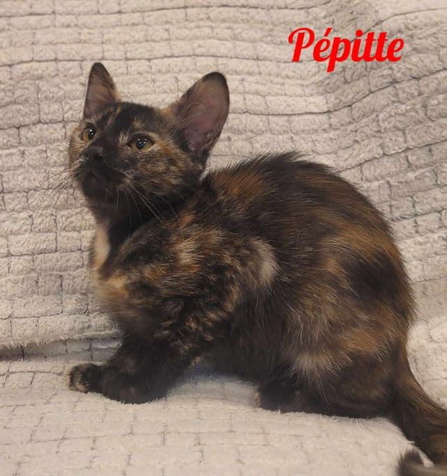 Photo de Pépitte-draguignan