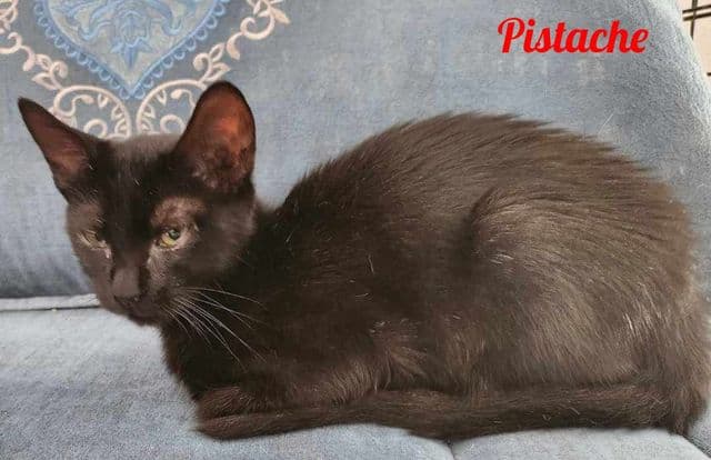 Photo de Pistache