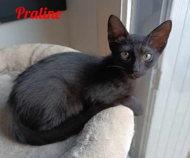 Photo de Praline