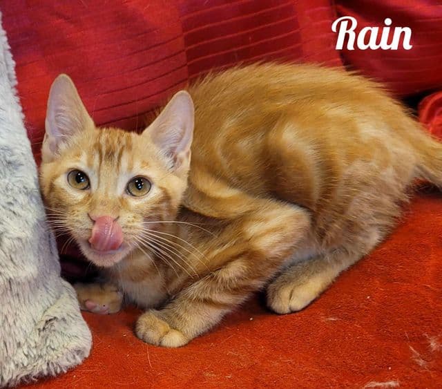 Photo de Rain