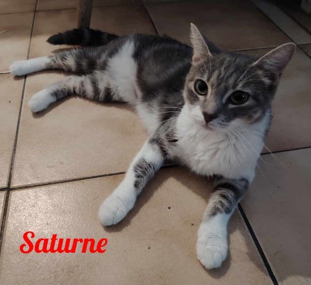 Photo de Saturne