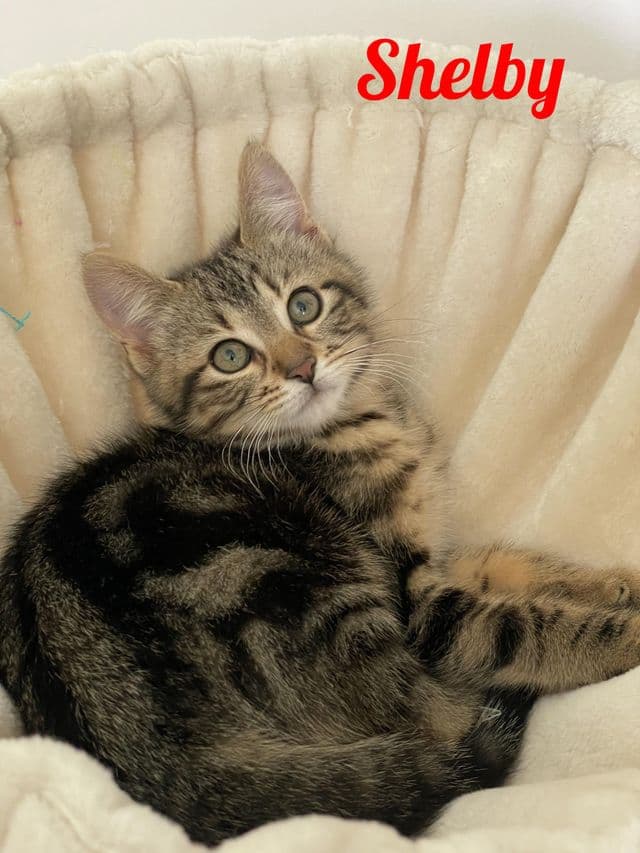 Photo de Shelby