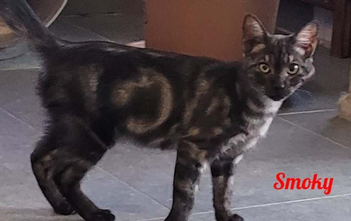 Photo de Smoky