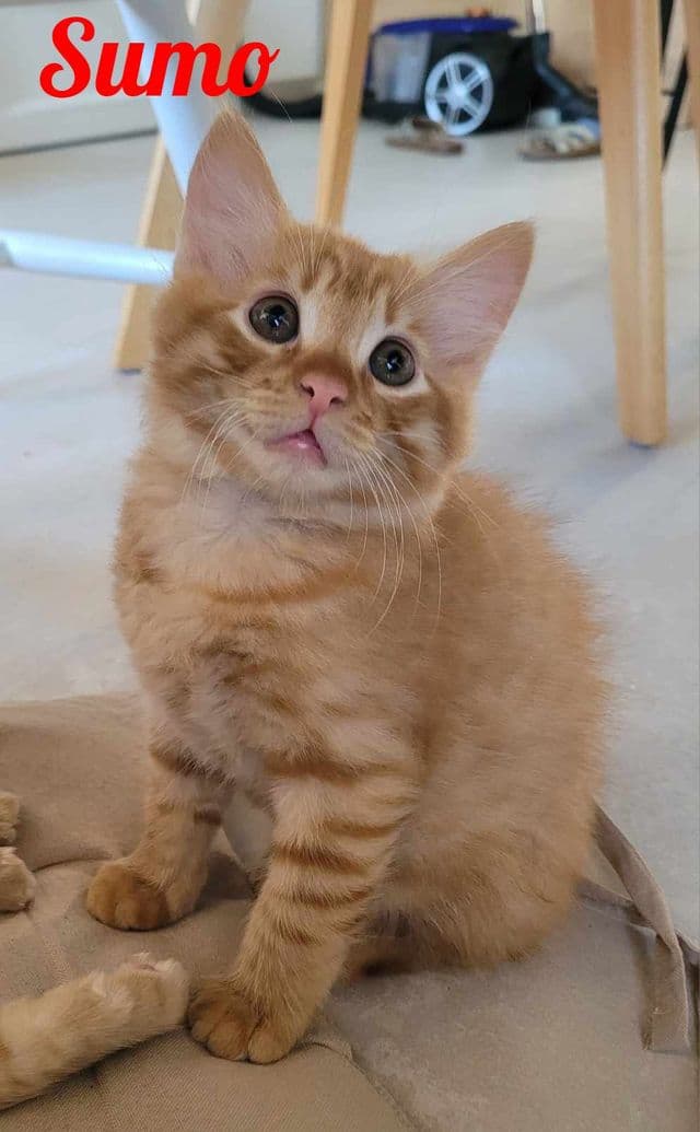 Photo de Sumo