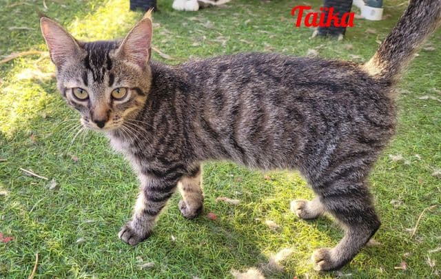 Photo de Taika