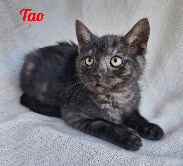 Photo de Tao