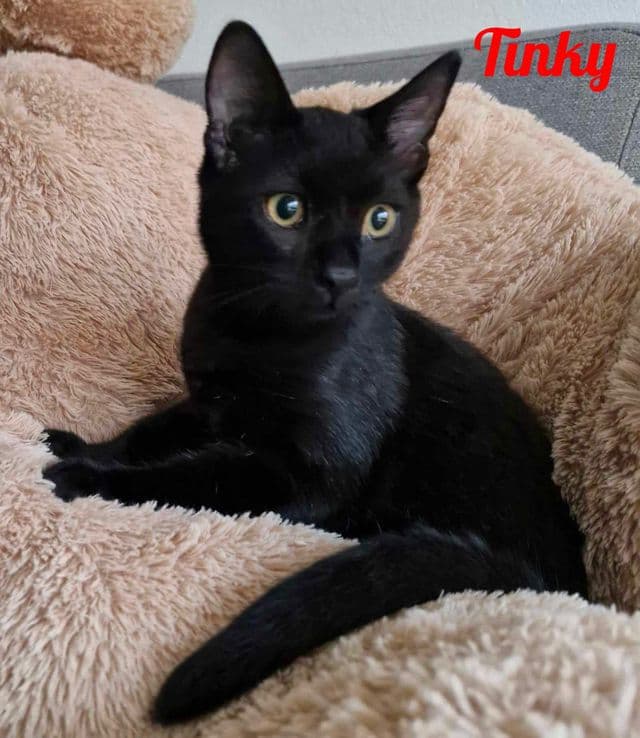 Photo de Tinky-4