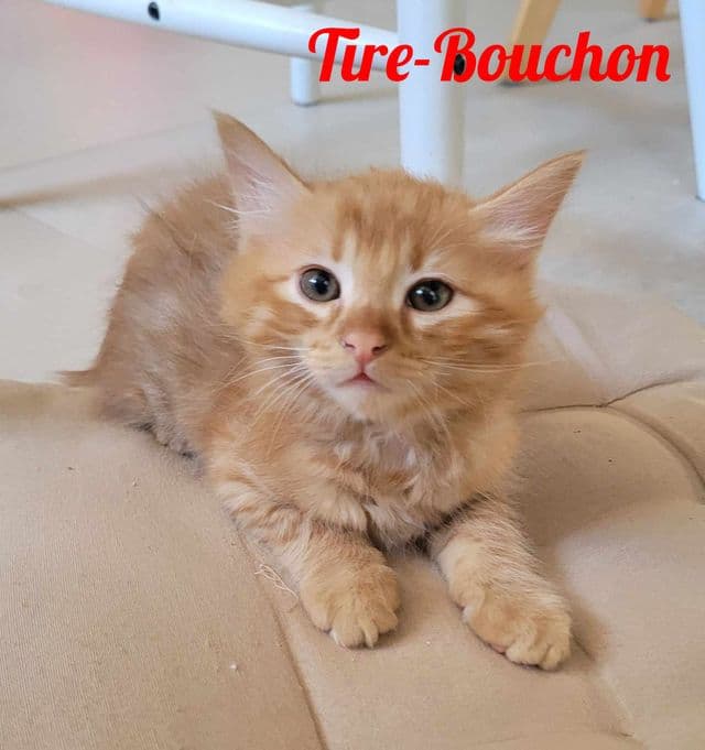 Photo de Tire-bouchon
