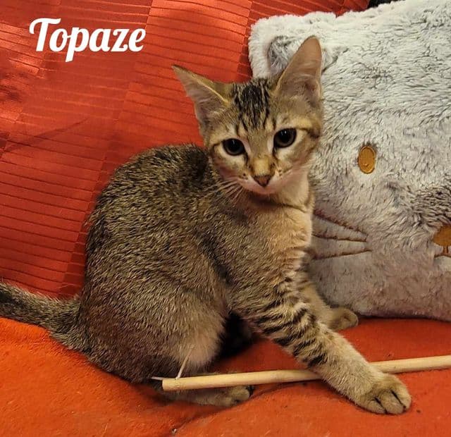 Photo de Topaze