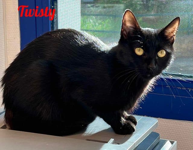 Photo de Twisty