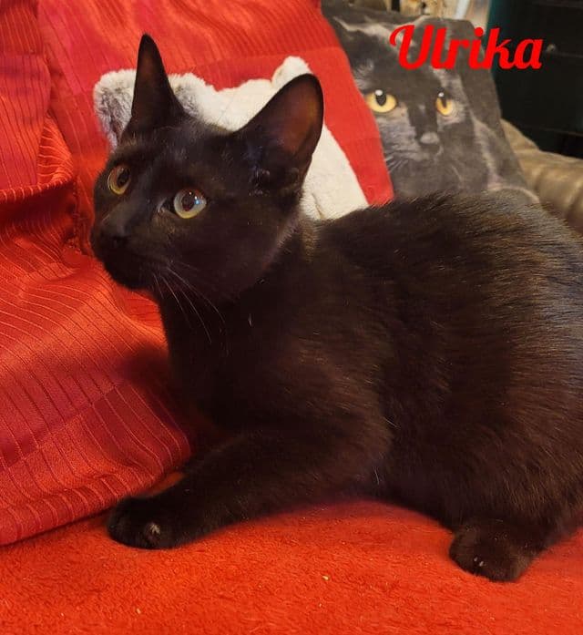 Photo de Ulrika